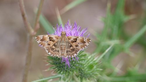 Réf. 265 595 : Carcharodus alceae